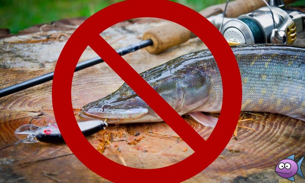 Сроки запрета на рыбалку в 2024 году по регионам