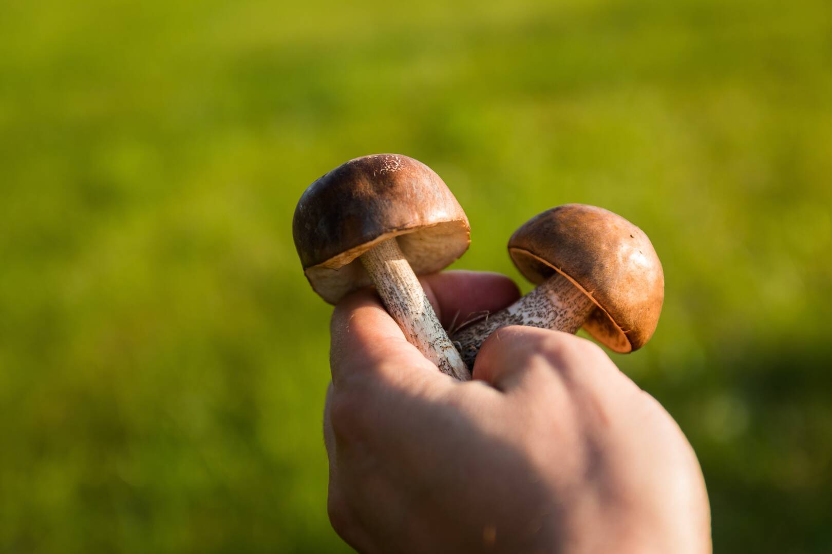 Знак нельзя собирать грибы. Грибы. Гриб в руке. Фотосессия с грибами. Грибы в дикой природе.