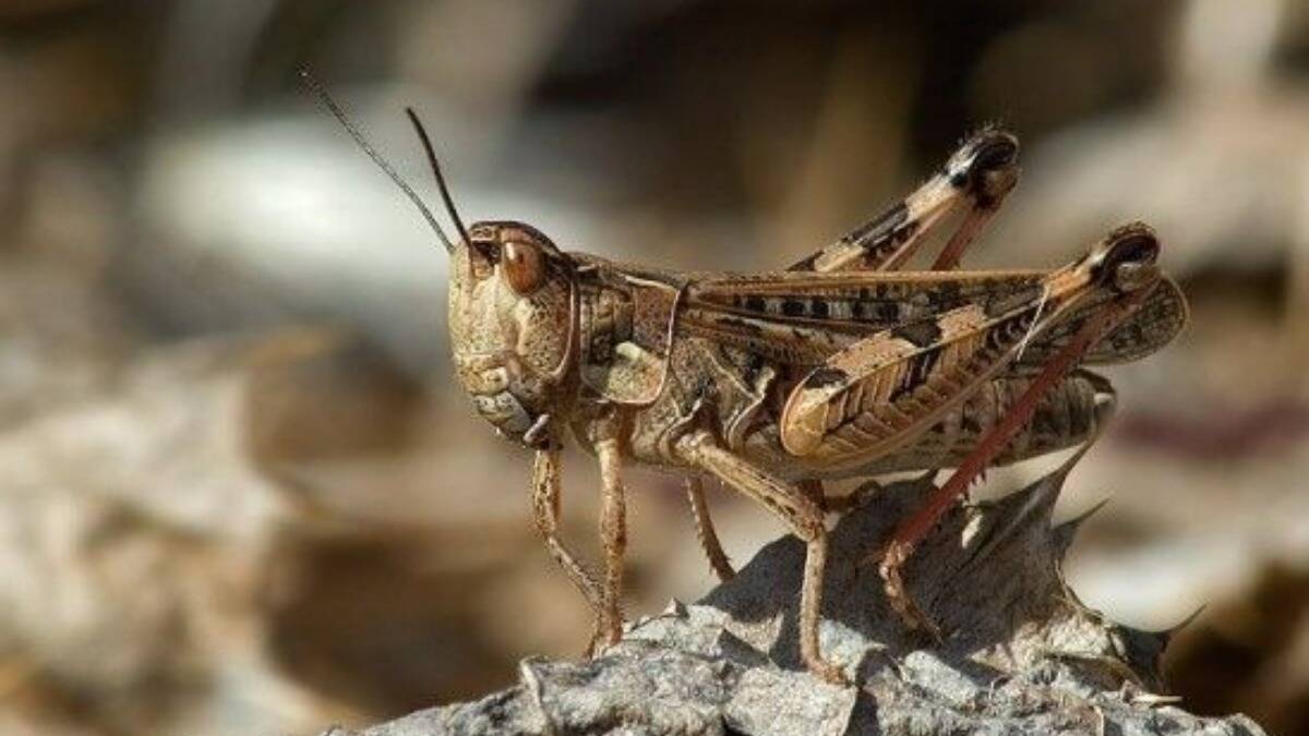 Саранча насекомое. Dociostaurus maroccanus. Мароккская Саранча. Марокко Саранча. Мароккская кобылка.